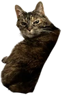 An image of Caramel the cat looking at the camera over her shoulder.